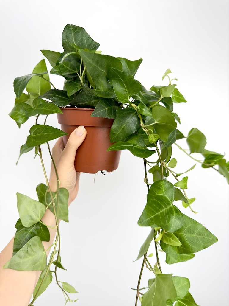 Hedera Mein Herz