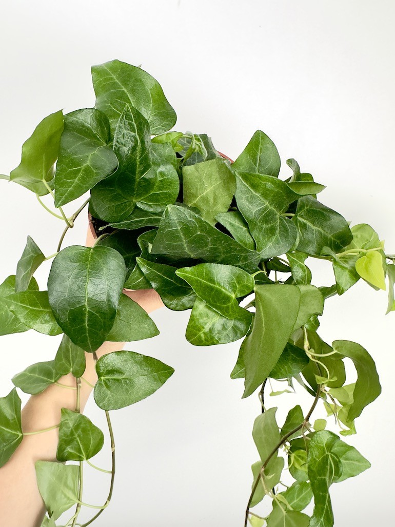 Hedera Mein Herz