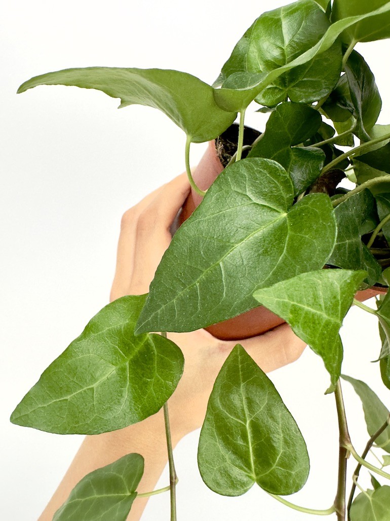 Hedera Mein Herz
