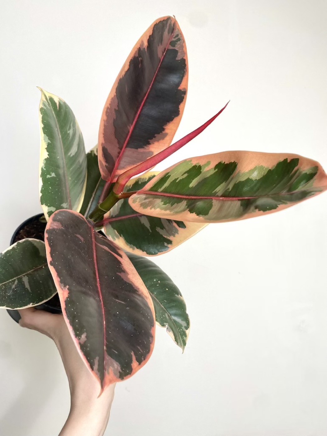 Ficus Belize