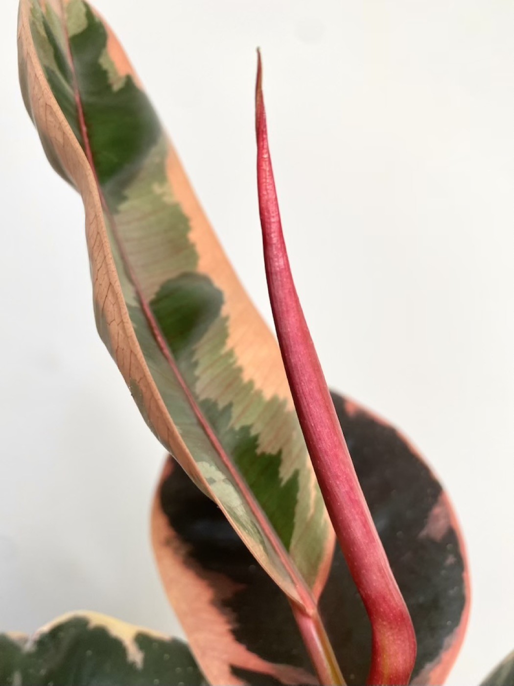 Ficus Belize