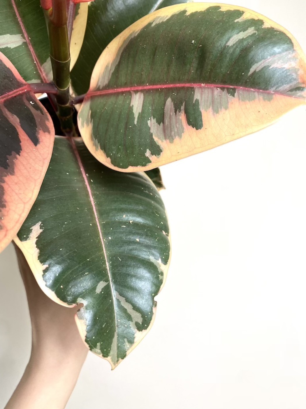 Ficus Belize