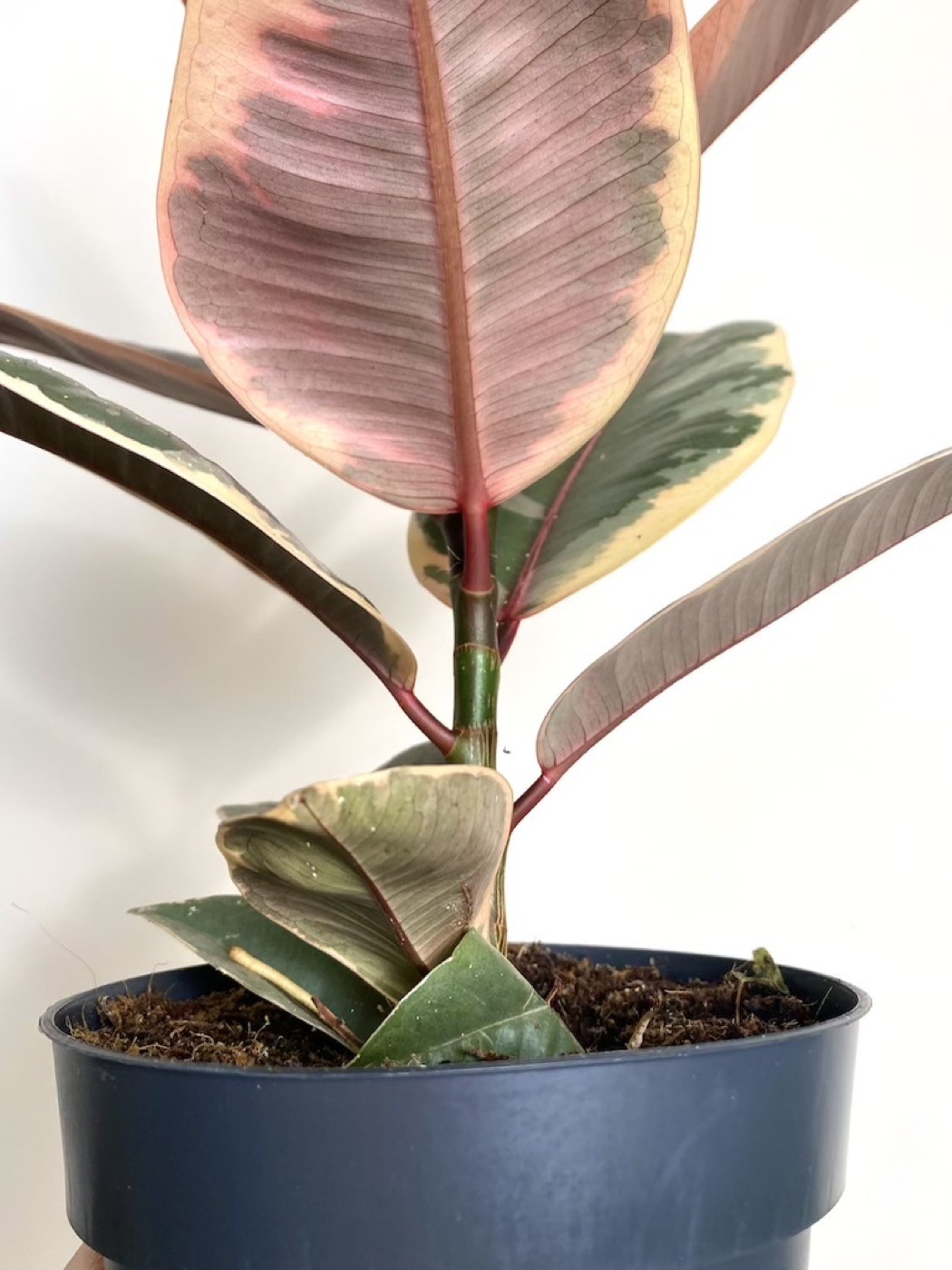 Ficus Belize