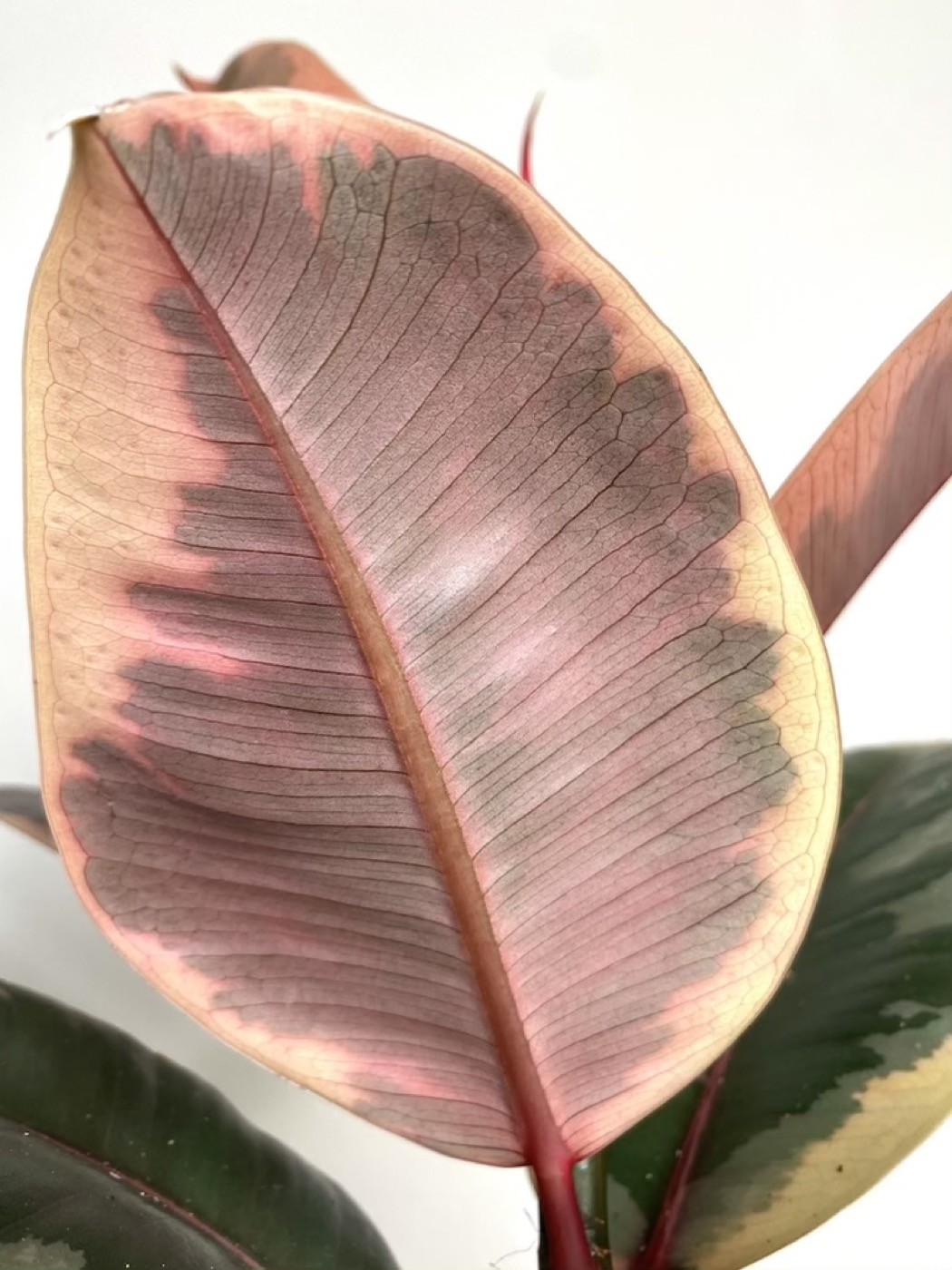Ficus Belize