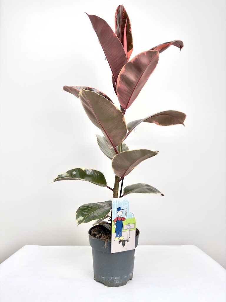 Ficus Belize
