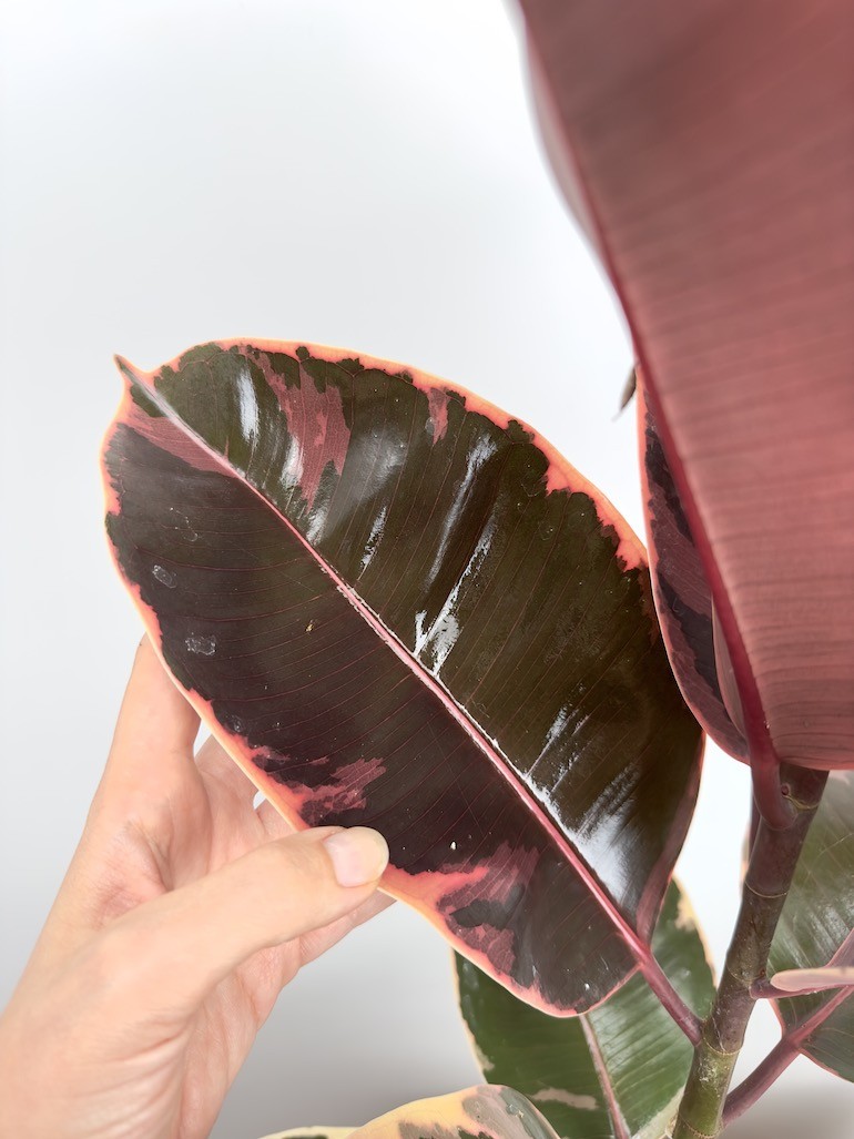 Ficus Belize