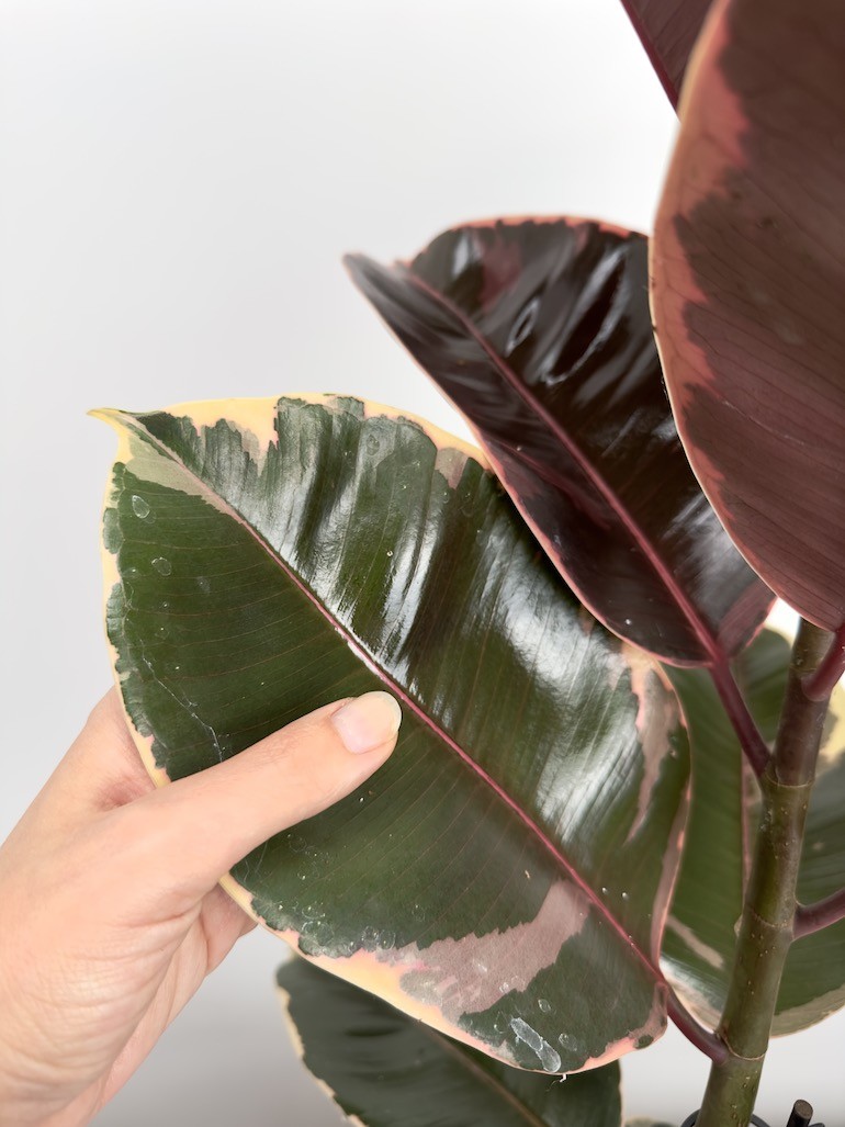 Ficus Belize