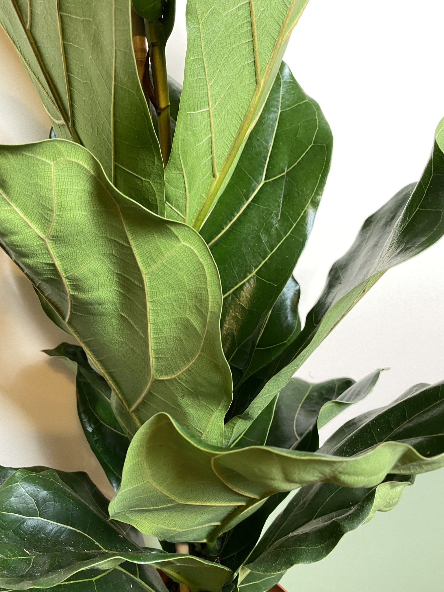 Ficus Lyrata dębolistny (fikus)