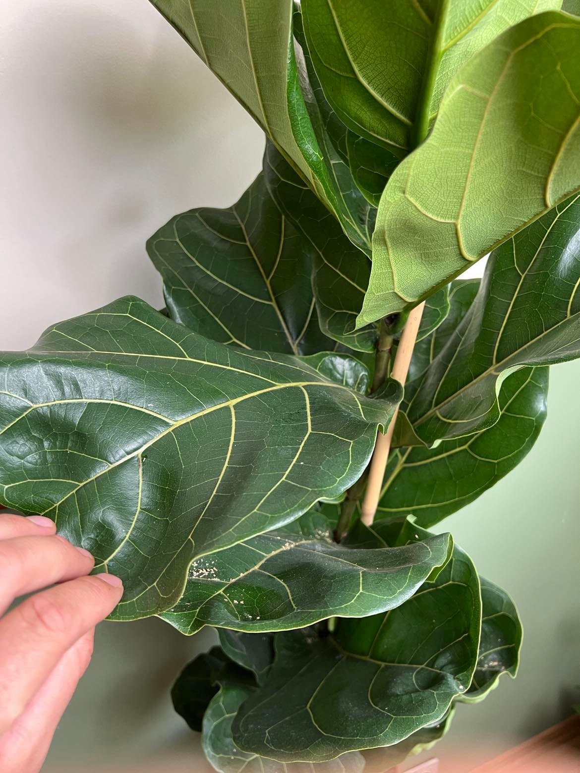 Ficus Lyrata dębolistny (fikus)