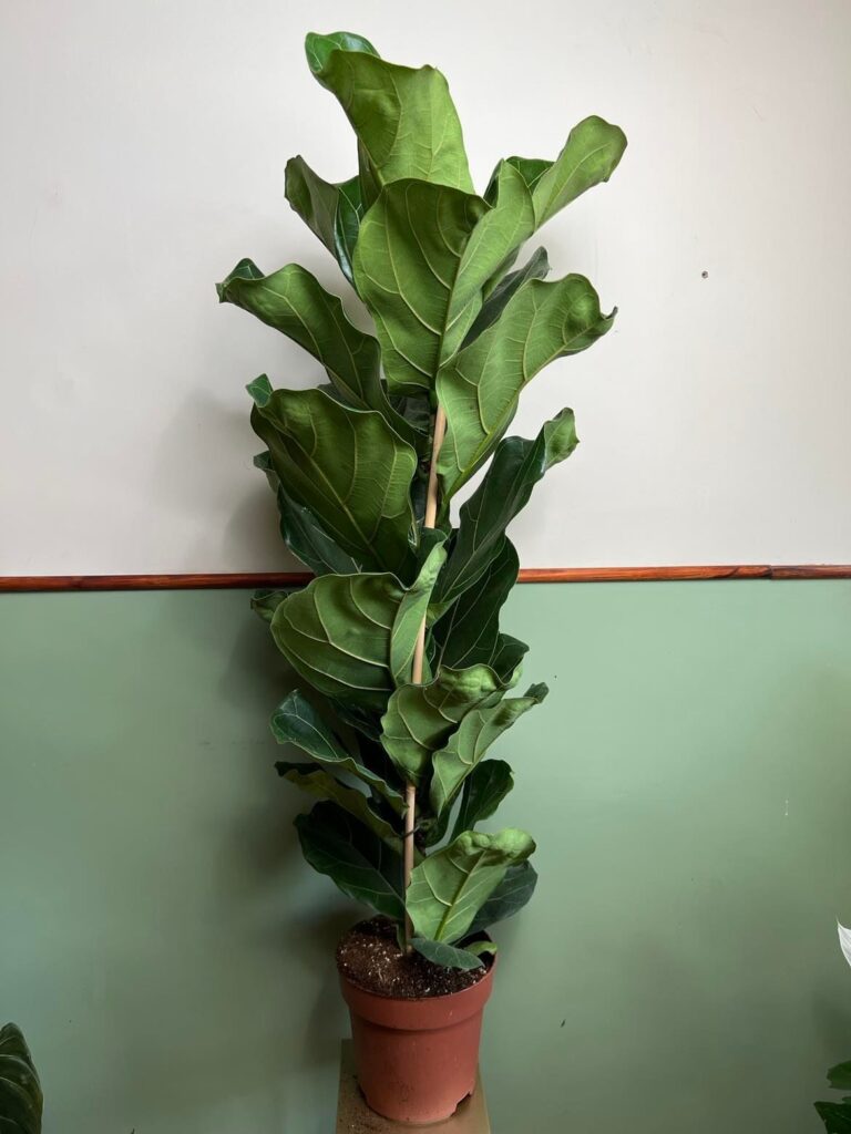 Ficus Lyrata dębolistny (fikus)
