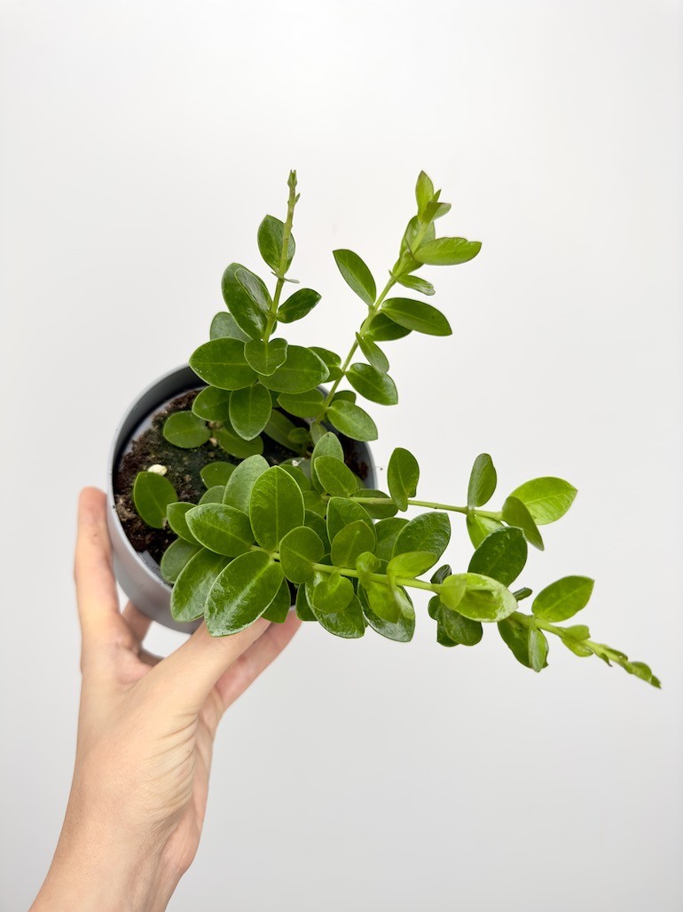 Hoya Cumingiana