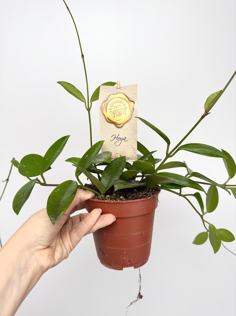 Hoya Green Ghost