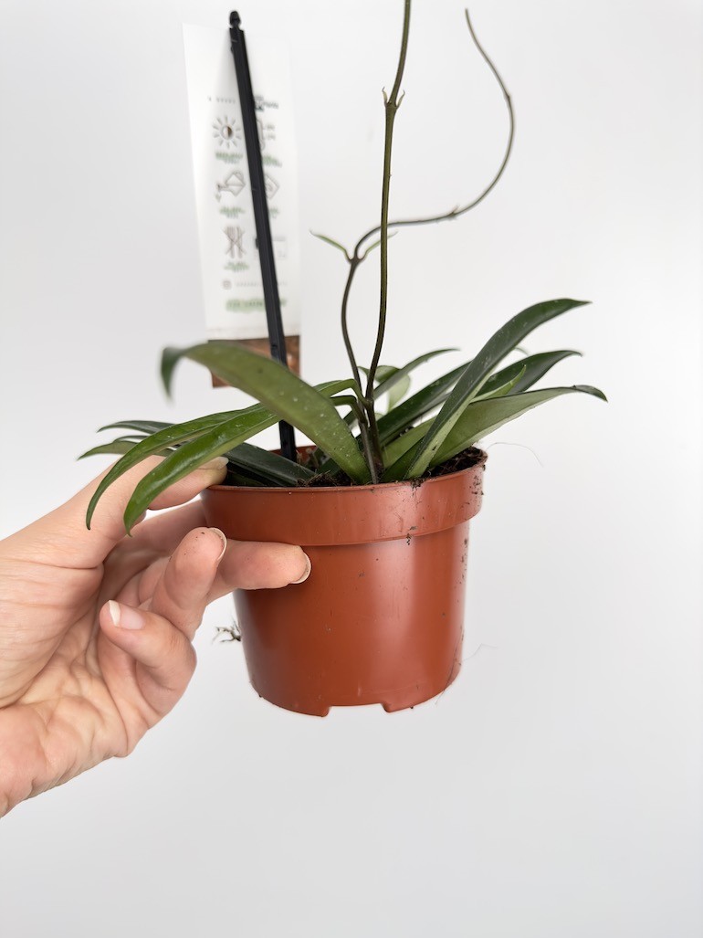 Hoya Minibelle
