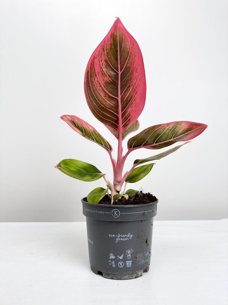 Aglaonema Electra