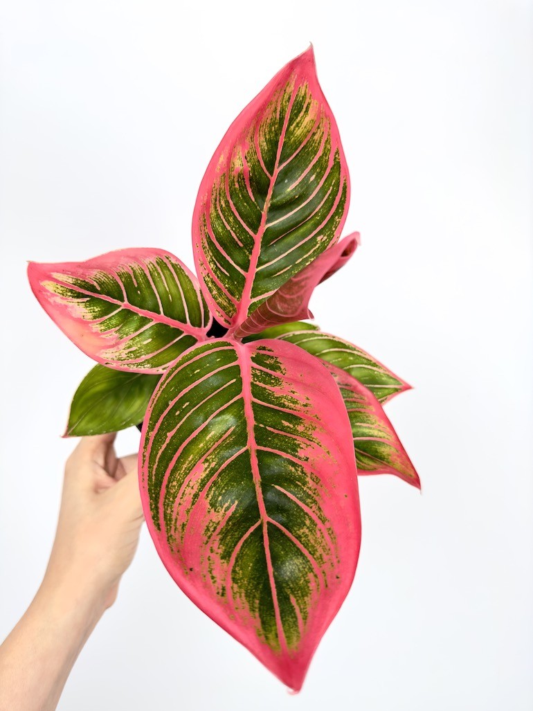 Aglaonema Electra
