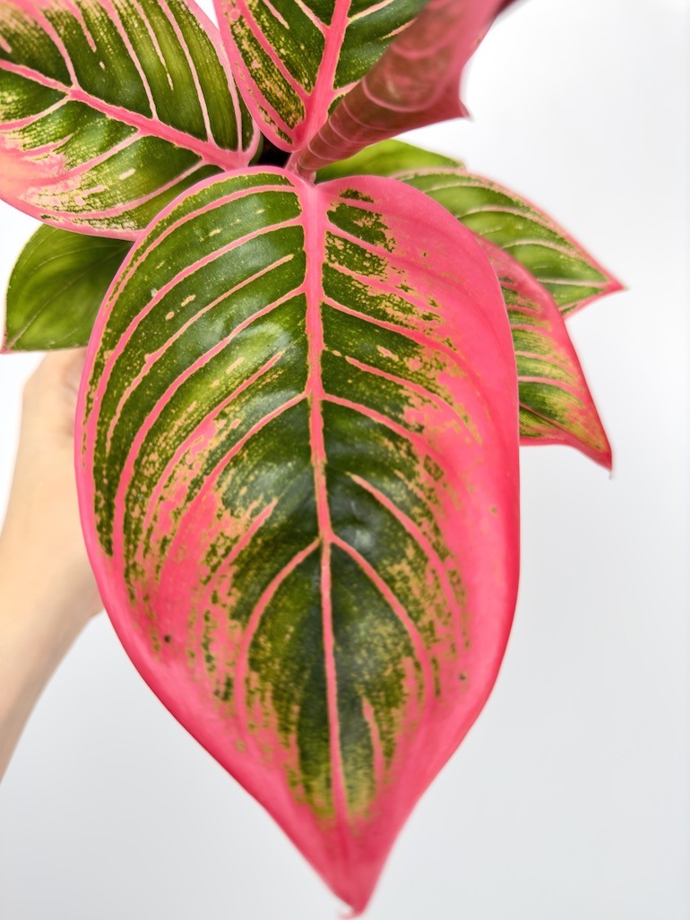 Aglaonema Electra