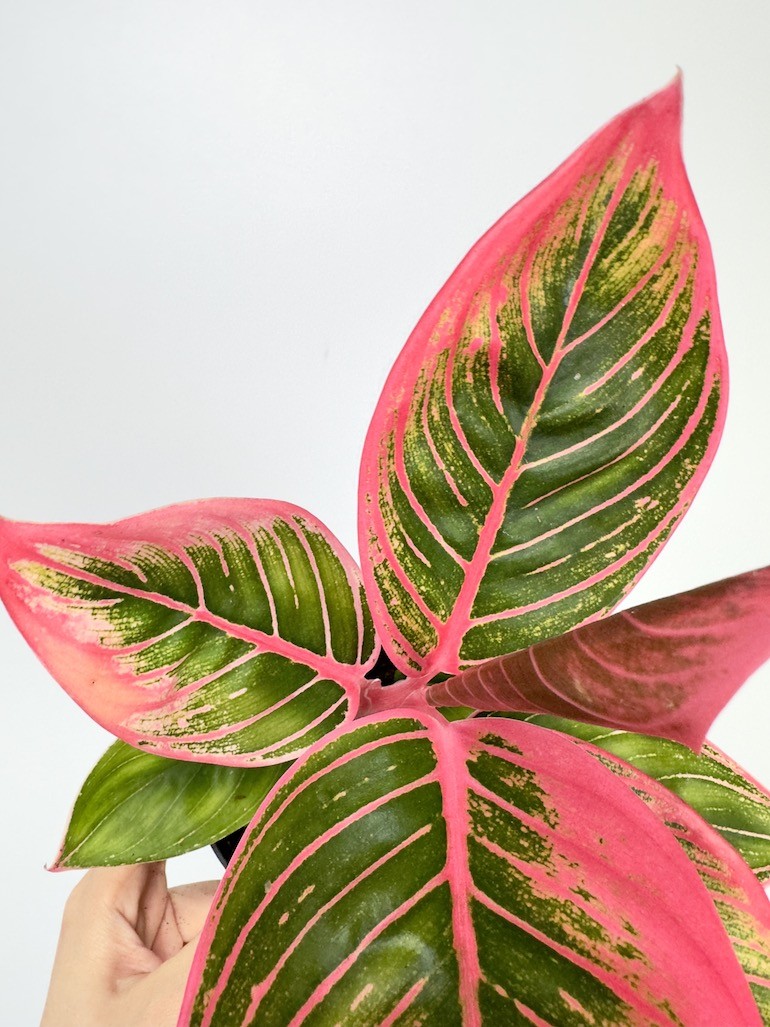 Aglaonema Electra