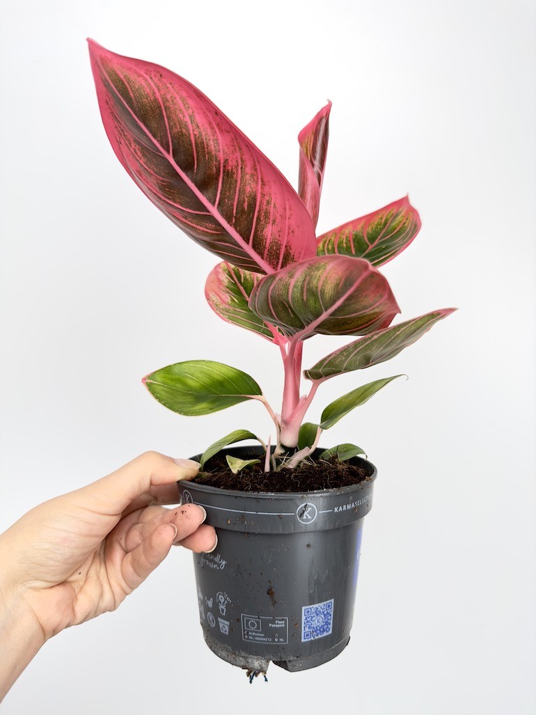 Aglaonema Electra