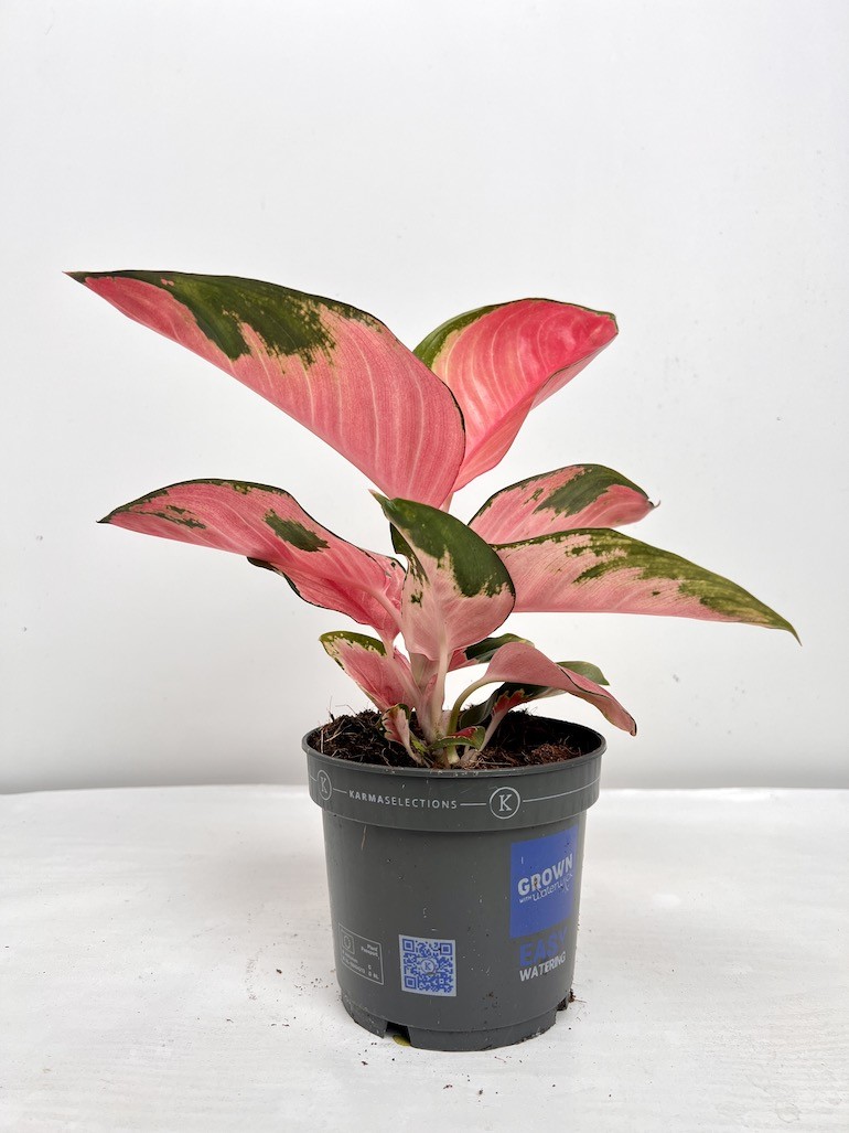 Aglaonema Red Dragon