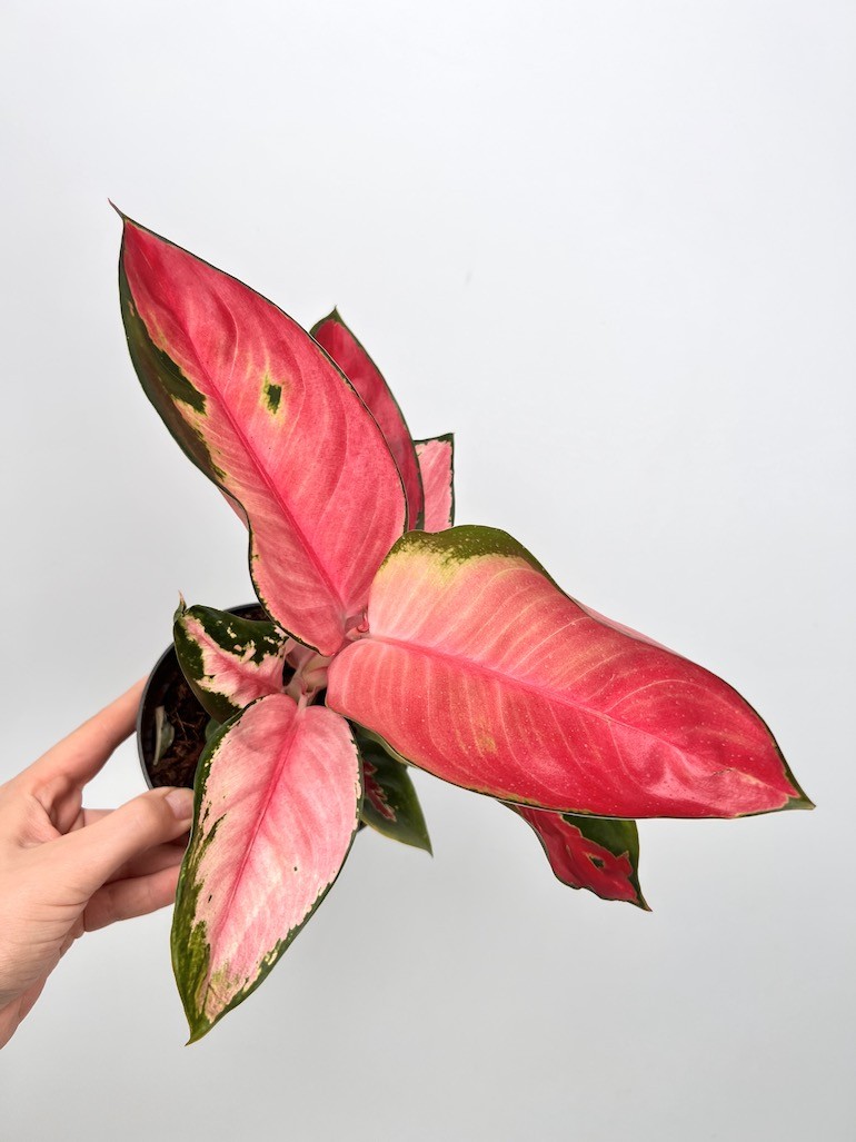 Aglaonema Red Dragon