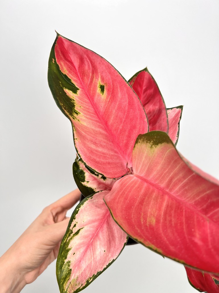 Aglaonema Red Dragon