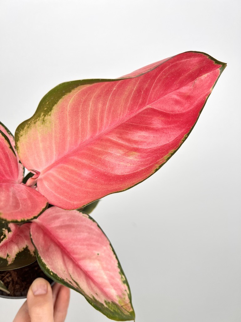 Aglaonema Red Dragon