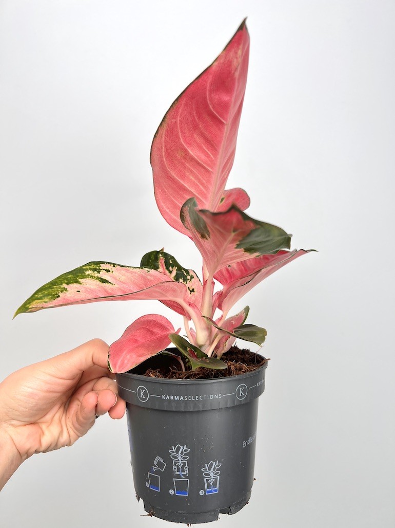 Aglaonema Red Dragon