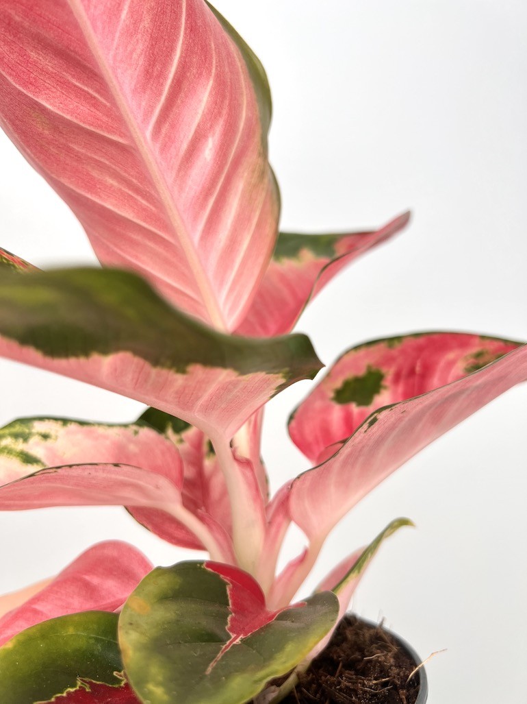 Aglaonema Red Dragon