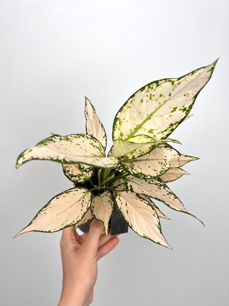 Aglaonema Vanila Baby