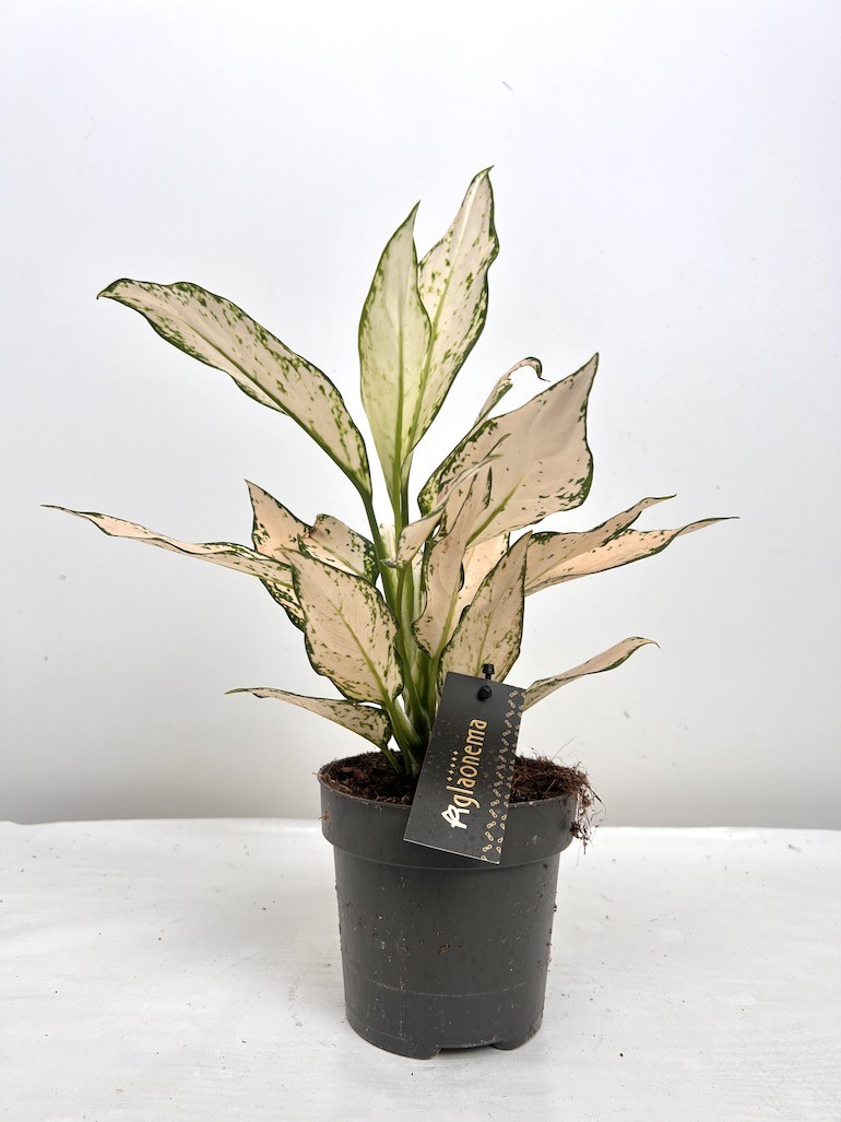 Aglaonema Vanila Baby