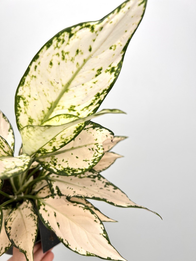 Aglaonema Vanila Baby