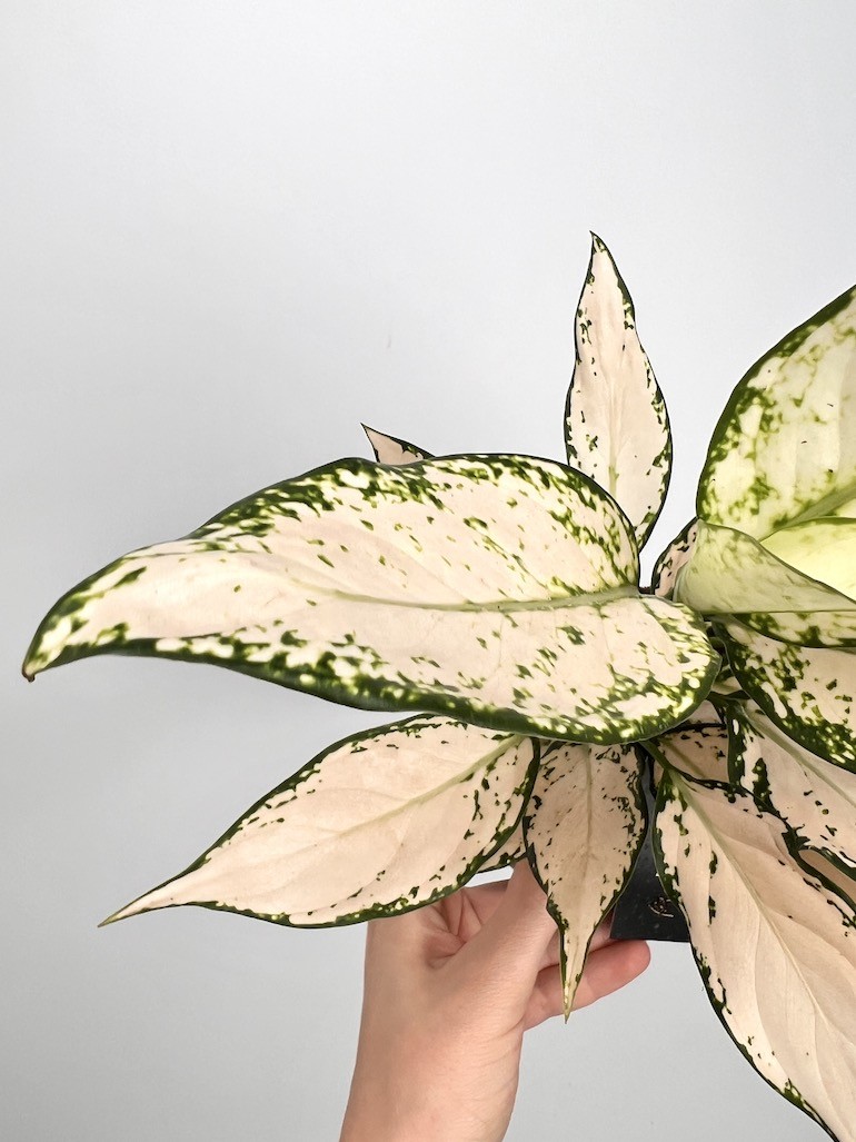 Aglaonema Vanila Baby