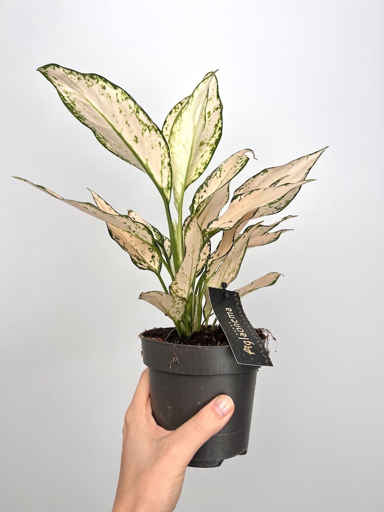 Aglaonema Vanila Baby