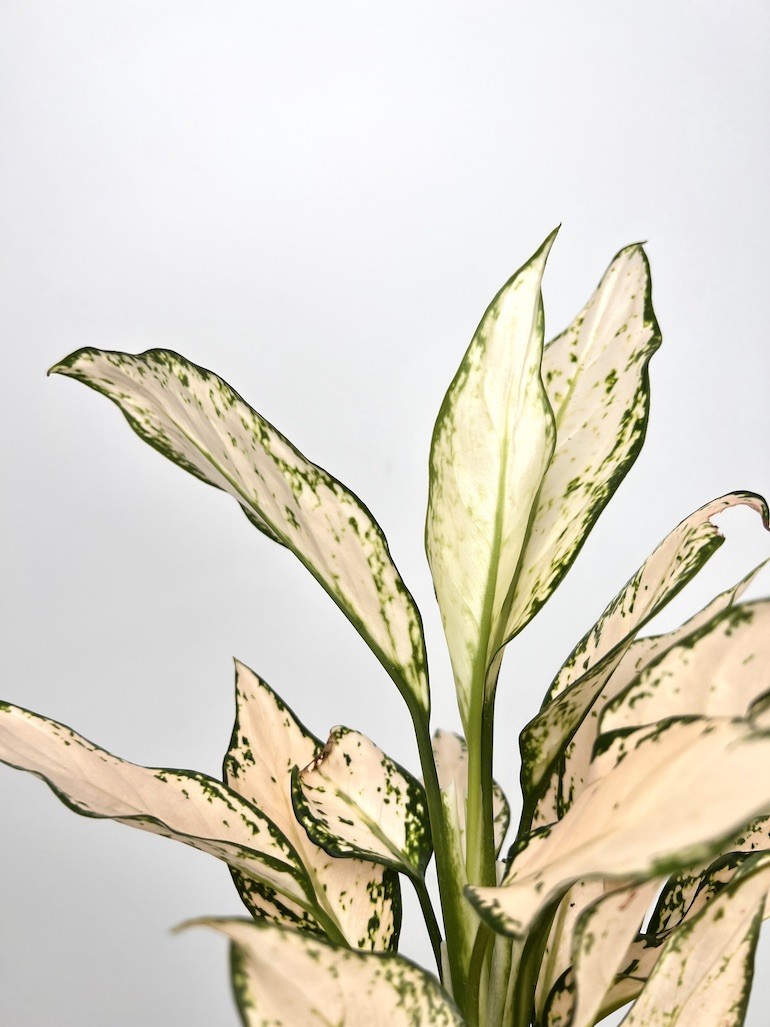 Aglaonema Vanila Baby
