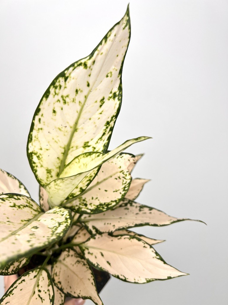 Aglaonema Vanila Baby