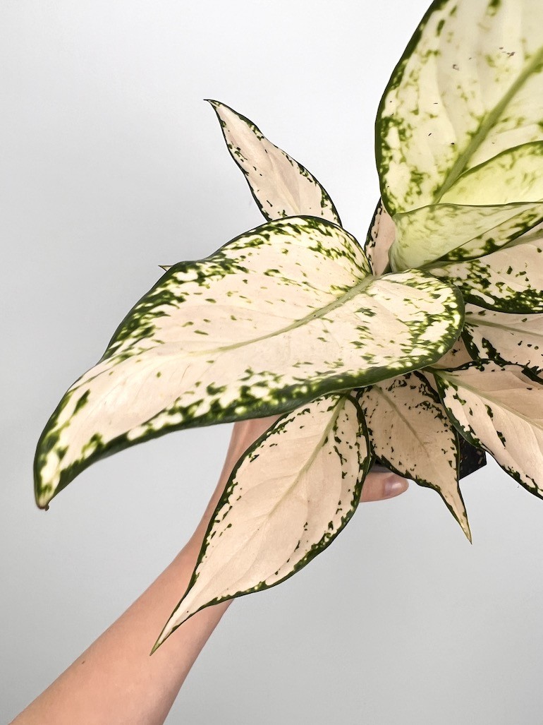 Aglaonema Vanila Baby