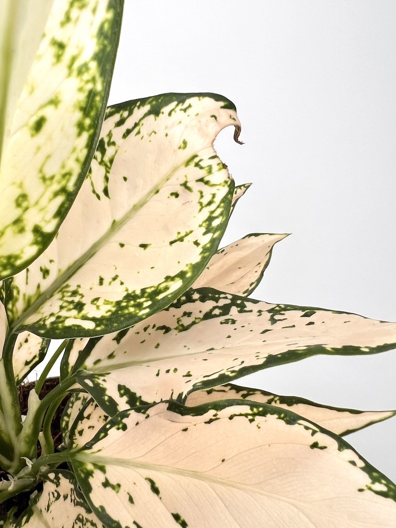 Aglaonema Vanila Baby