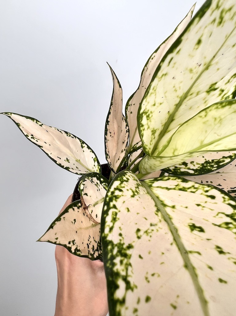 Aglaonema Vanila Baby