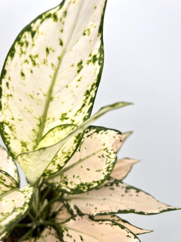 Aglaonema Vanila Baby