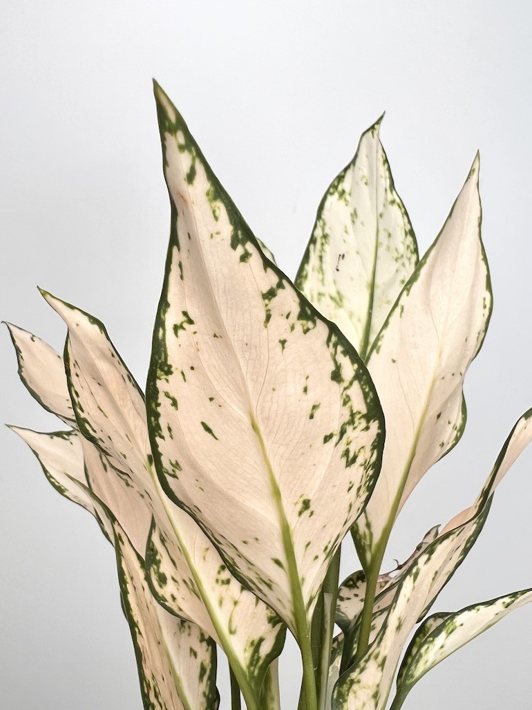 Aglaonema Vanila Baby