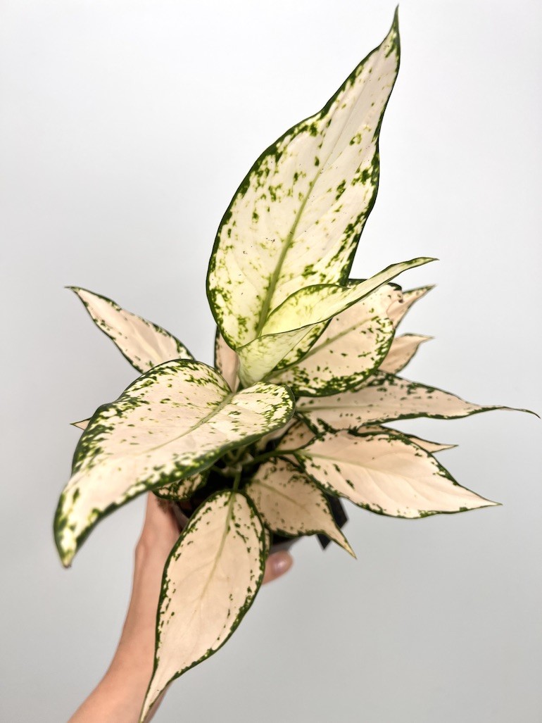 Aglaonema Vanila Baby