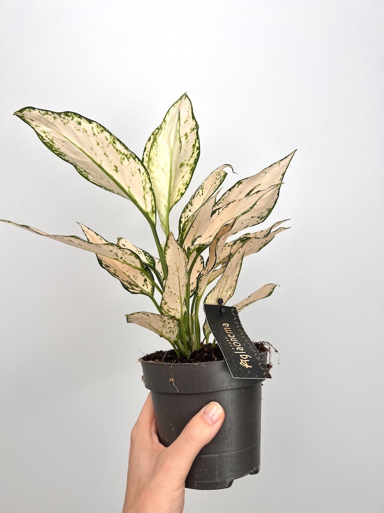 Aglaonema Vanila Baby