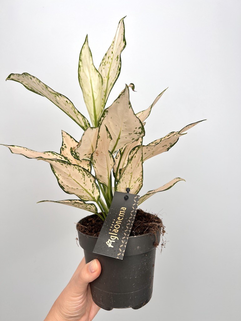 Aglaonema Vanila Baby