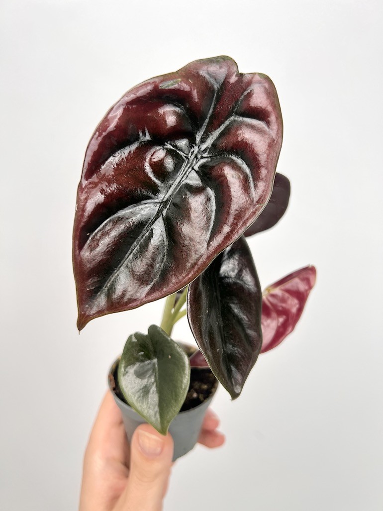 Alocasia Cuprea Red