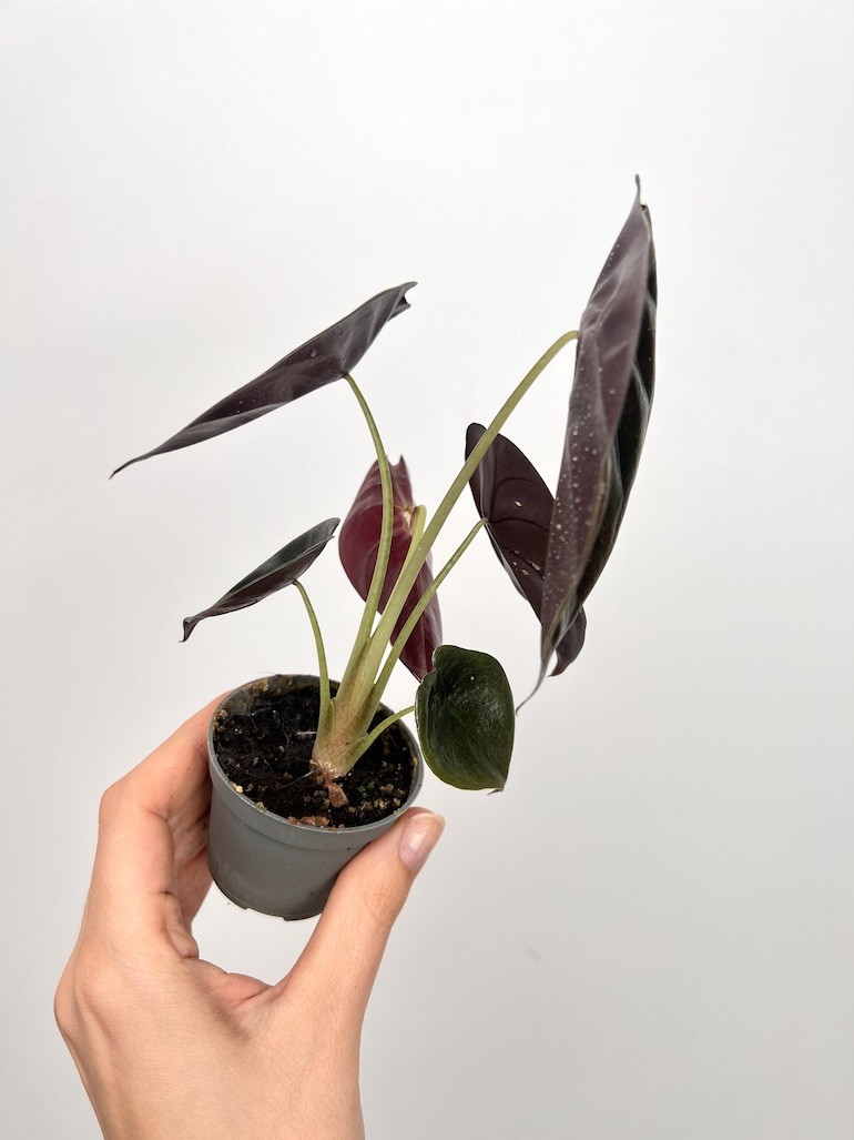 Alocasia Cuprea Red