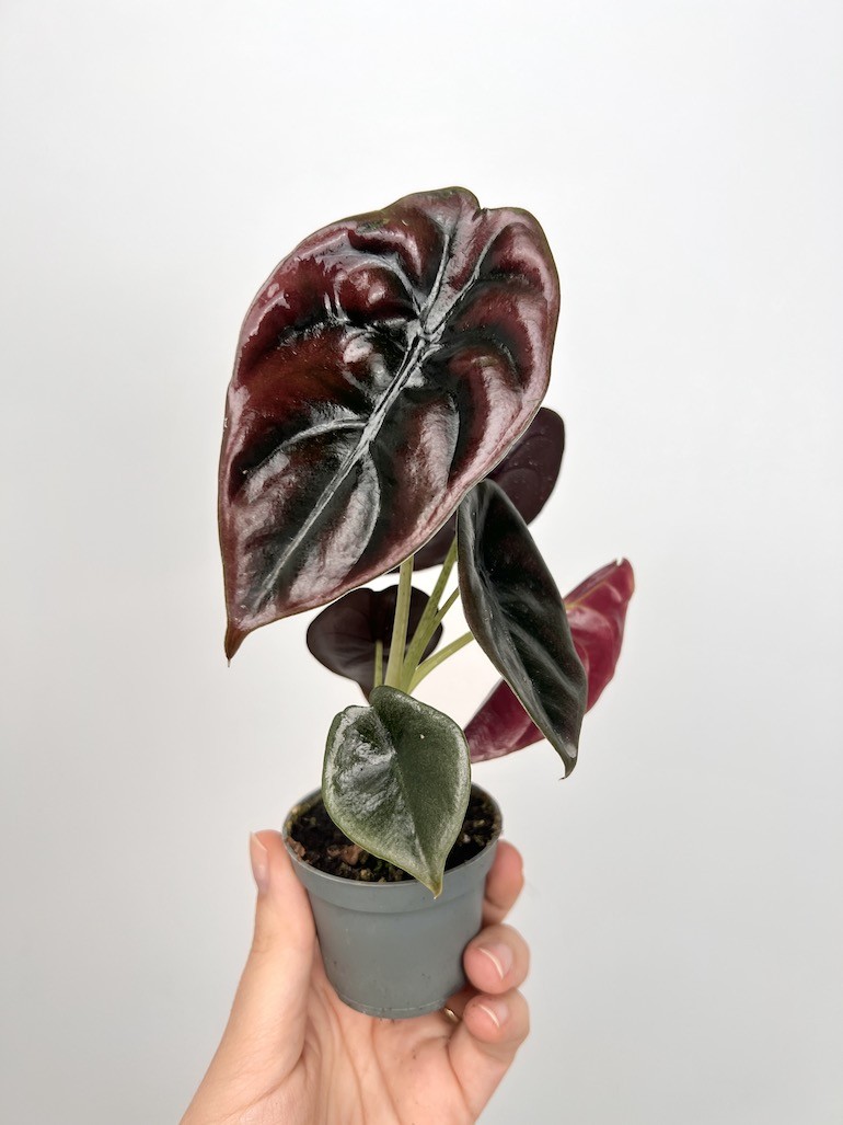 Alocasia Cuprea Red