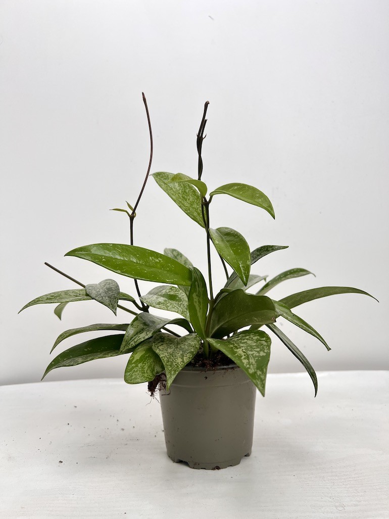 Hoya Silverspots