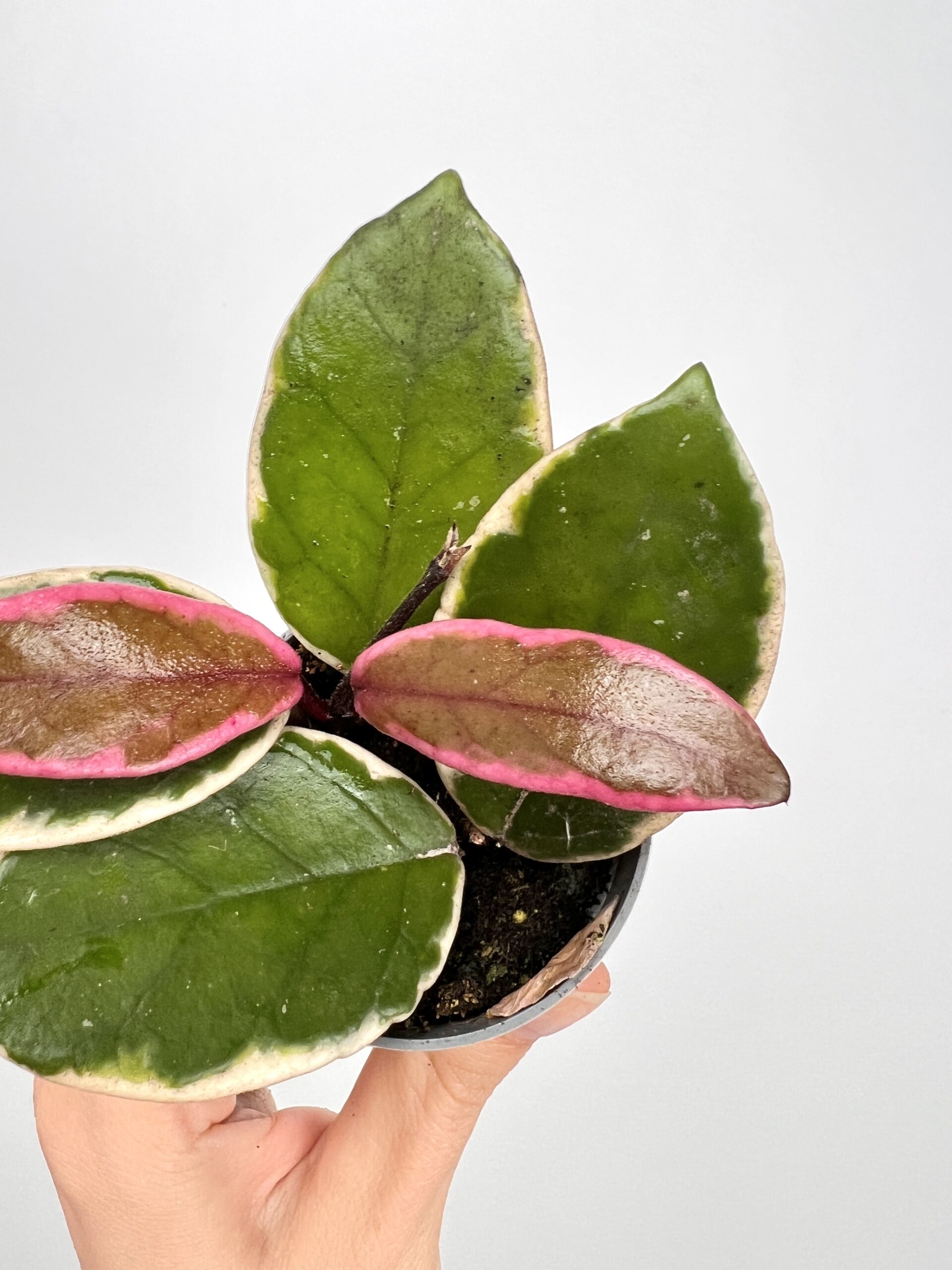 Hoya Flamingo Dream Hoya Flamingo Dream