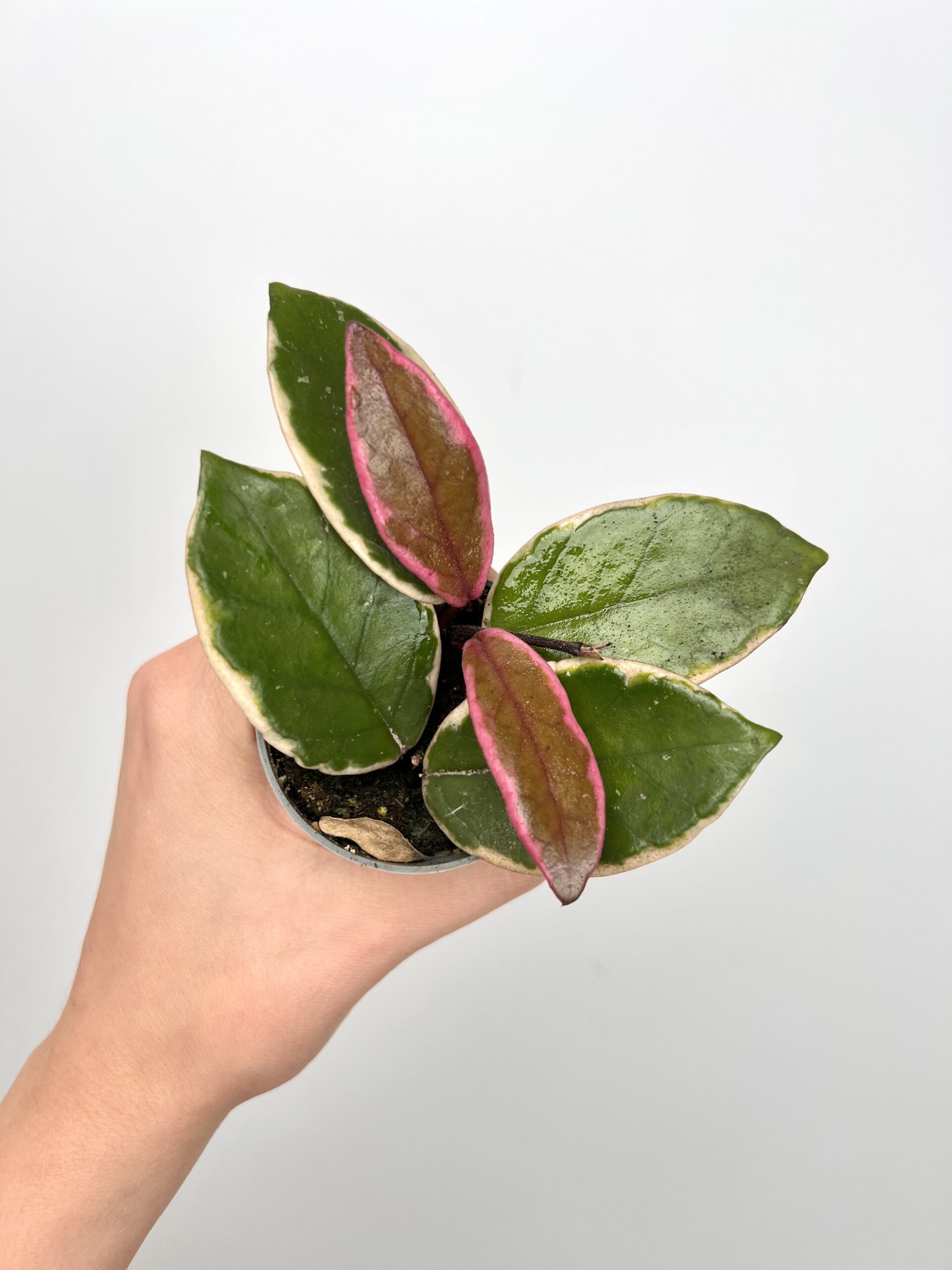 Hoya Flamingo Dream Hoya Flamingo Dream