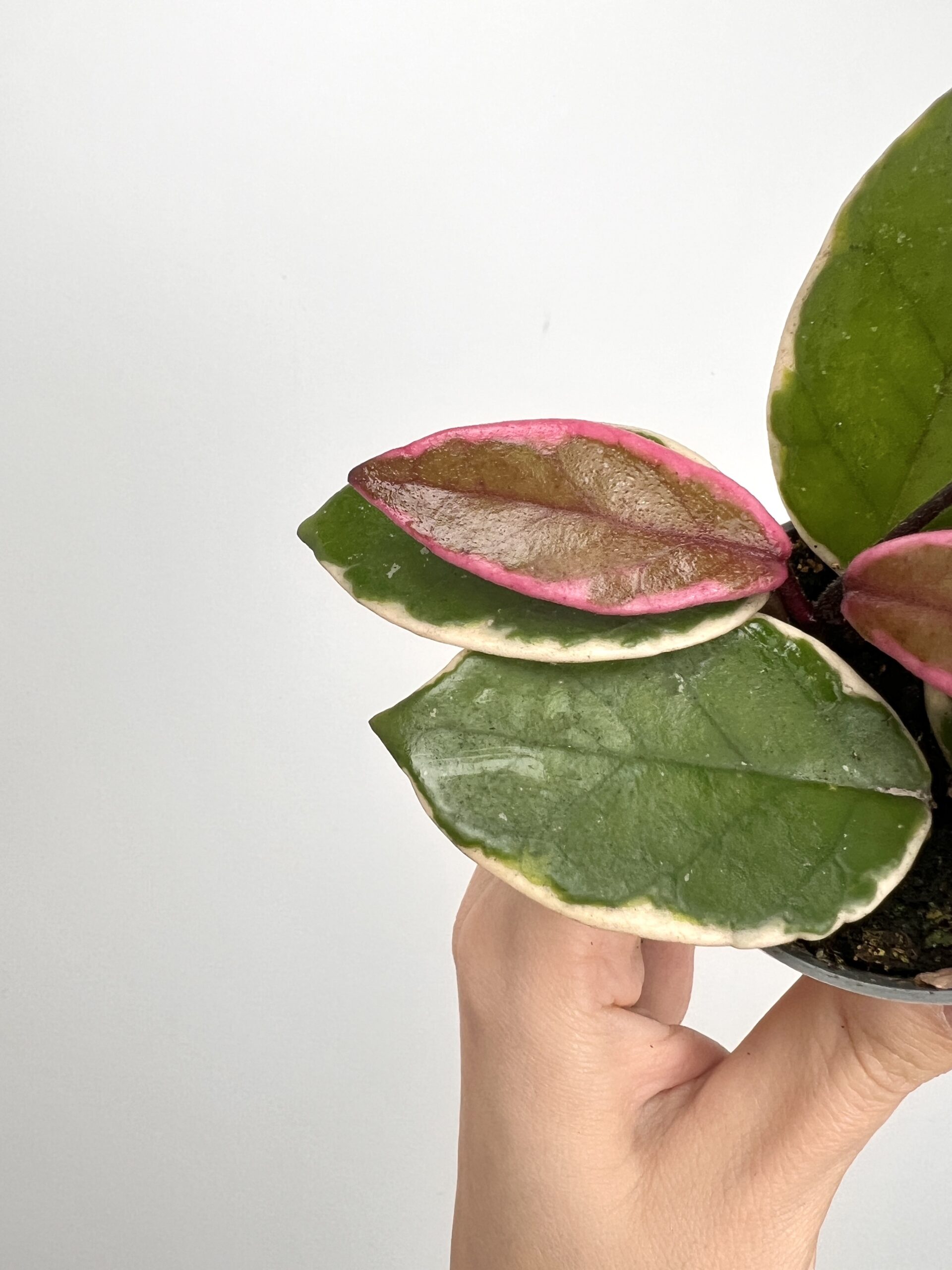 Hoya Flamingo Dream Hoya Flamingo Dream